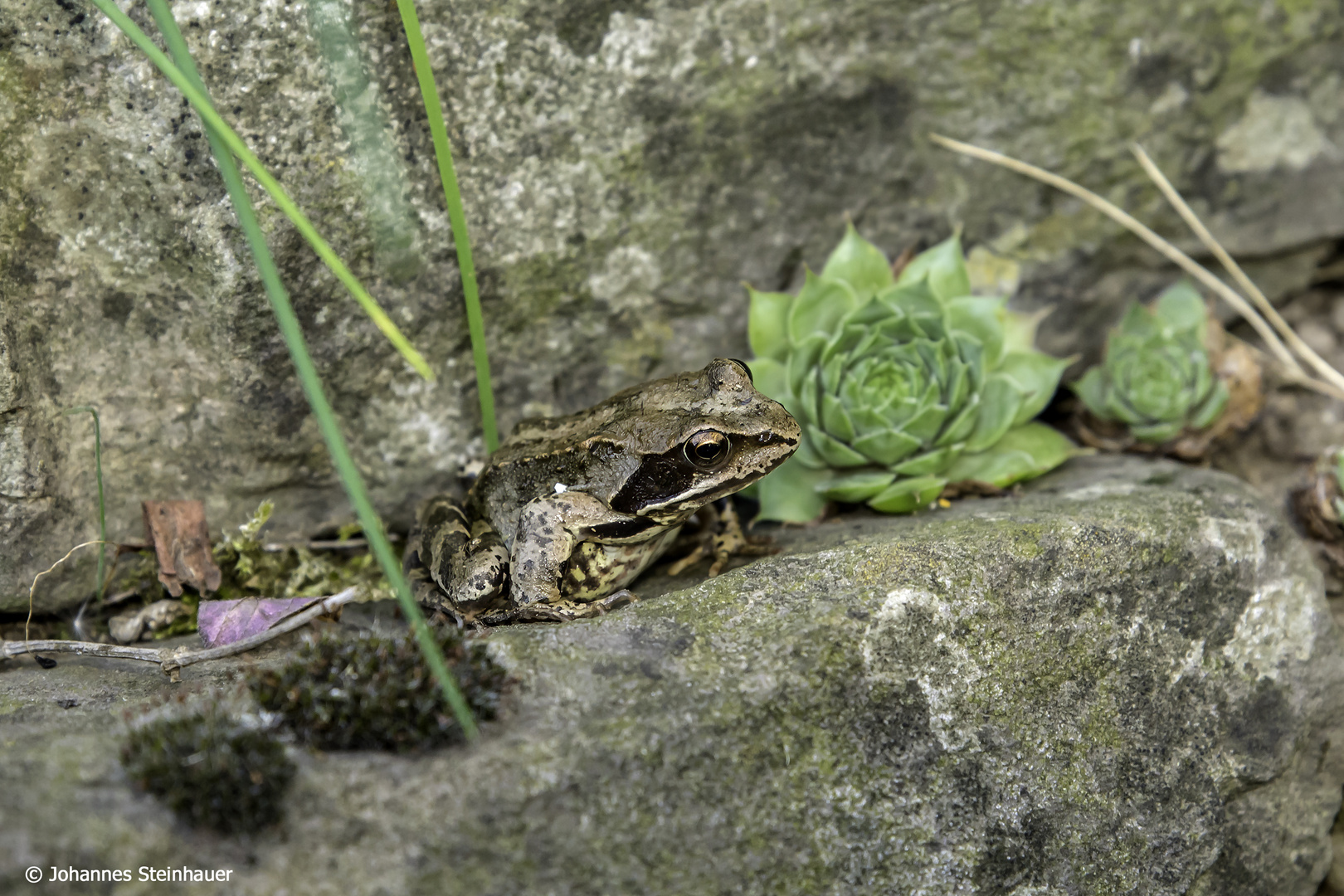 Frosch im Garten