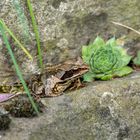 Frosch im Garten