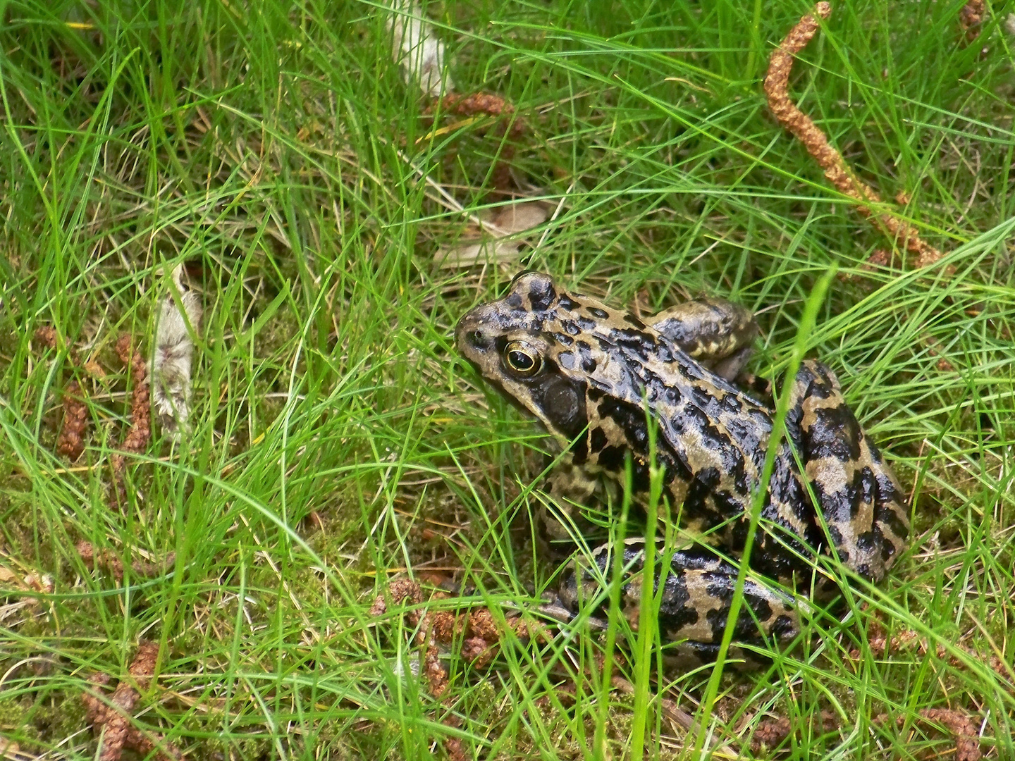 Frosch im Garten