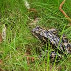 Frosch im Garten