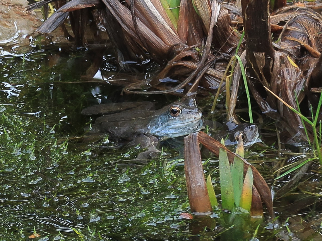 Frosch im Garten von Freundin Anne in Liège (B)