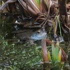 Frosch im Garten von Freundin Anne in Liège (B)