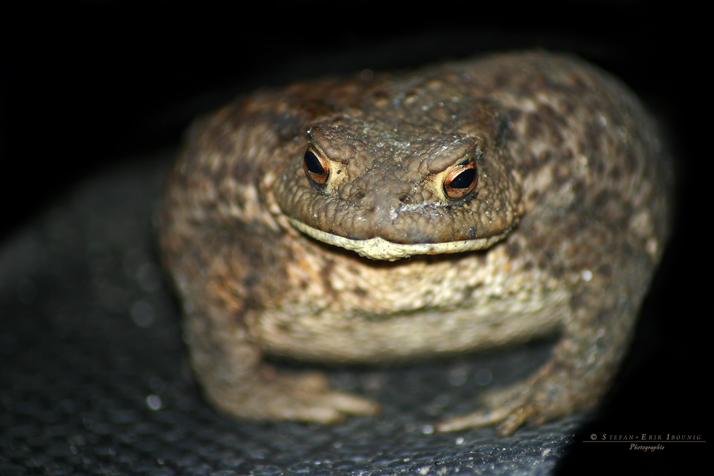 " Frosch im Gartenschuh "