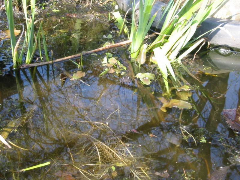 Frosch im Gartenteich Foto & Bild archiv, wettbewerbfotografie rund