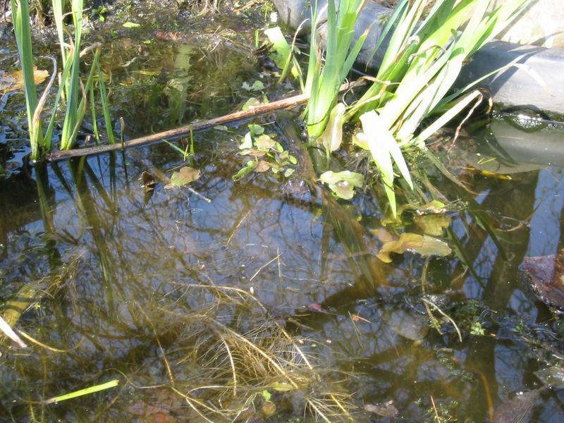 Frosch im Gartenteich