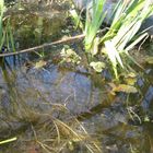 Frosch im Gartenteich