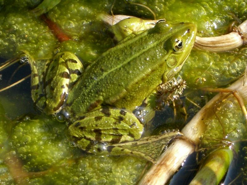 Frosch im Gartenteich