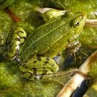 Frosch im Gartenteich