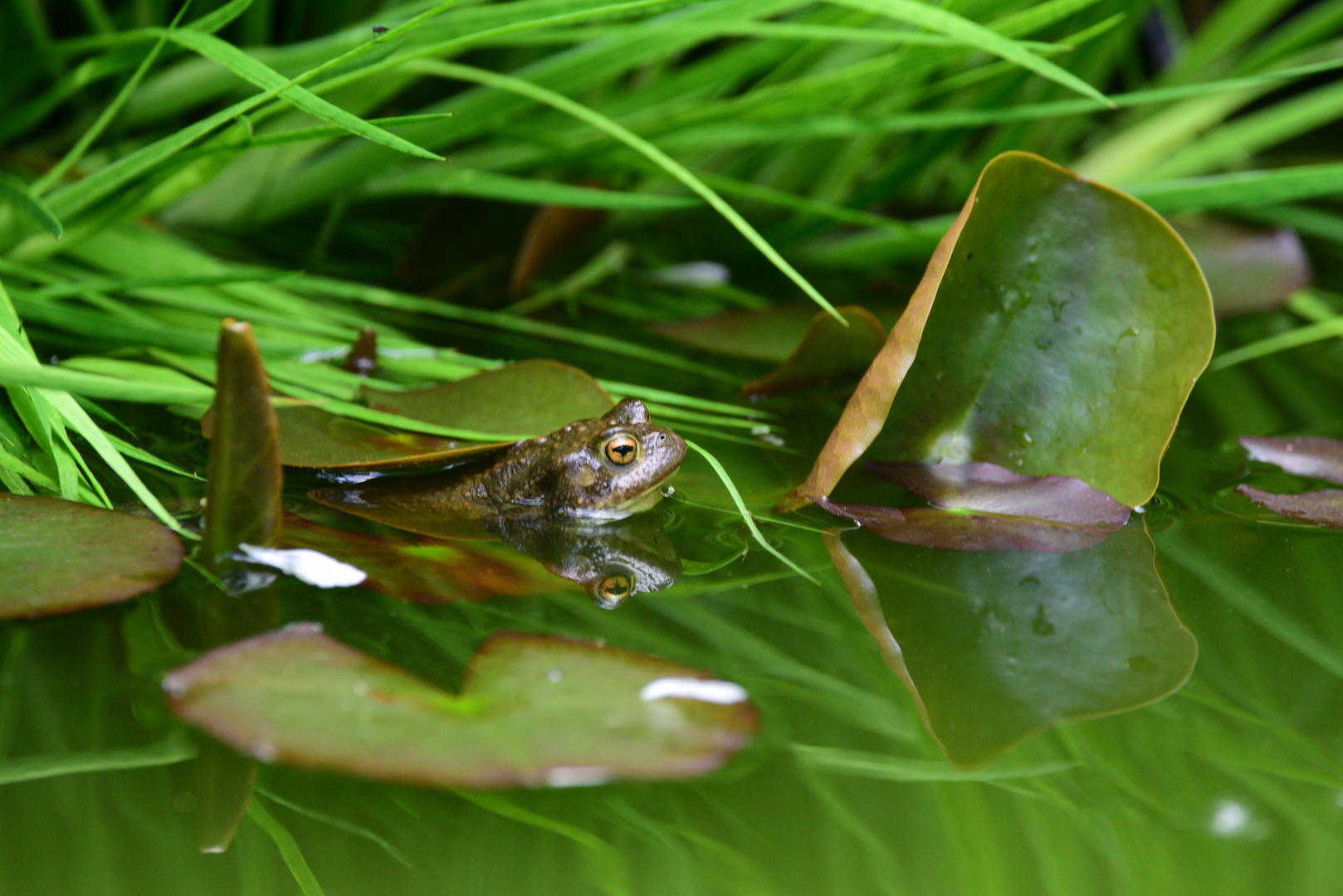 Frosch im Gartenteich