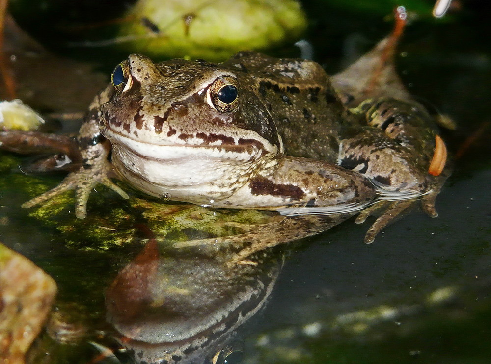 Frosch im Gartenteich