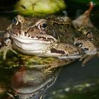 Frosch im Gartenteich