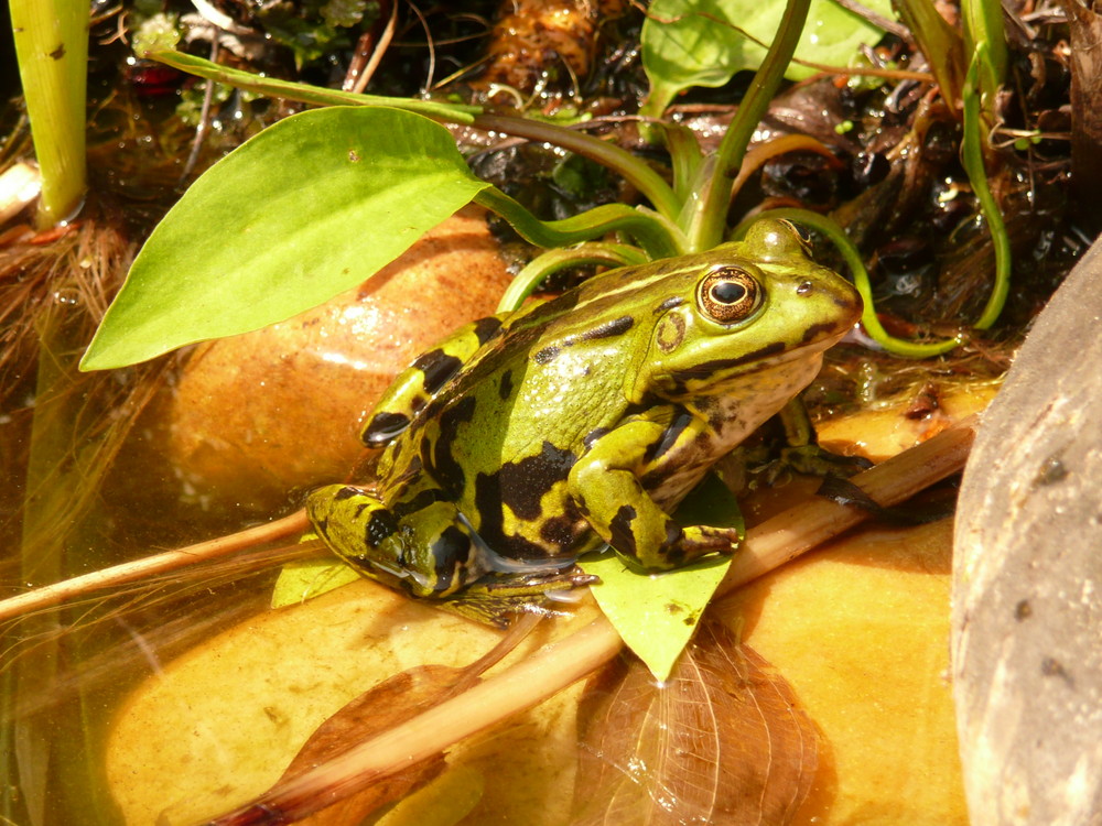 Frosch im Gartenteich