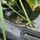 Frosch im Gartenteich