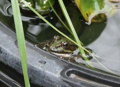 Frosch im Gartenteich