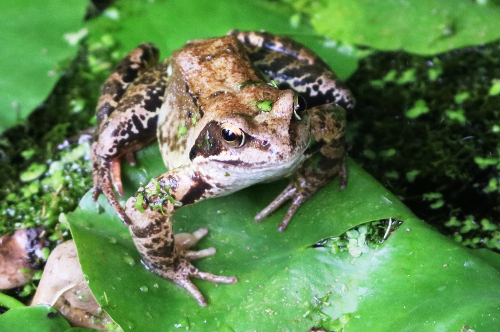 Frosch im Gartenteich