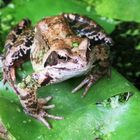 Frosch im Gartenteich