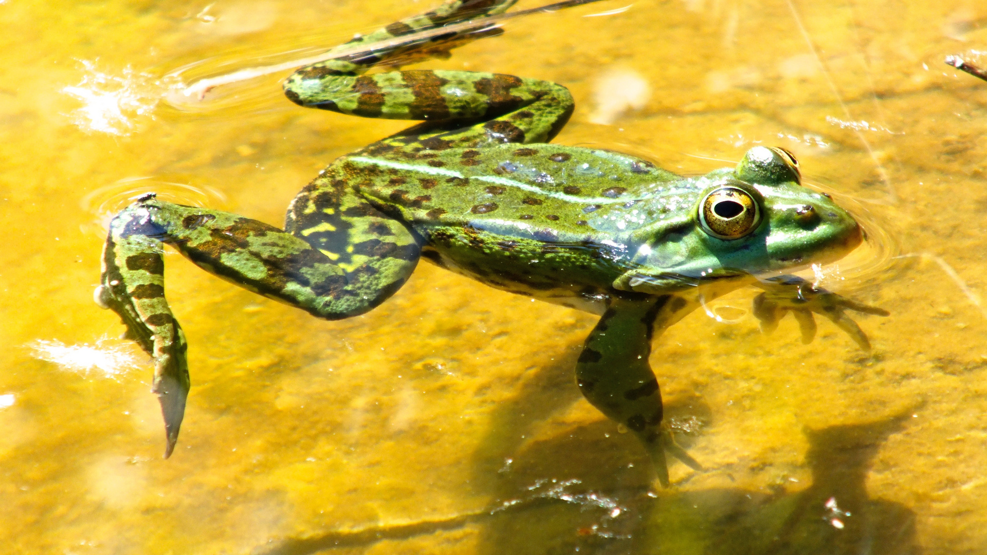 Frosch im Gartenteich