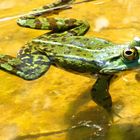 Frosch im Gartenteich