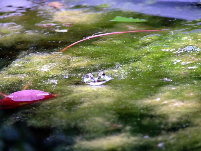 Frosch im Gartenteich