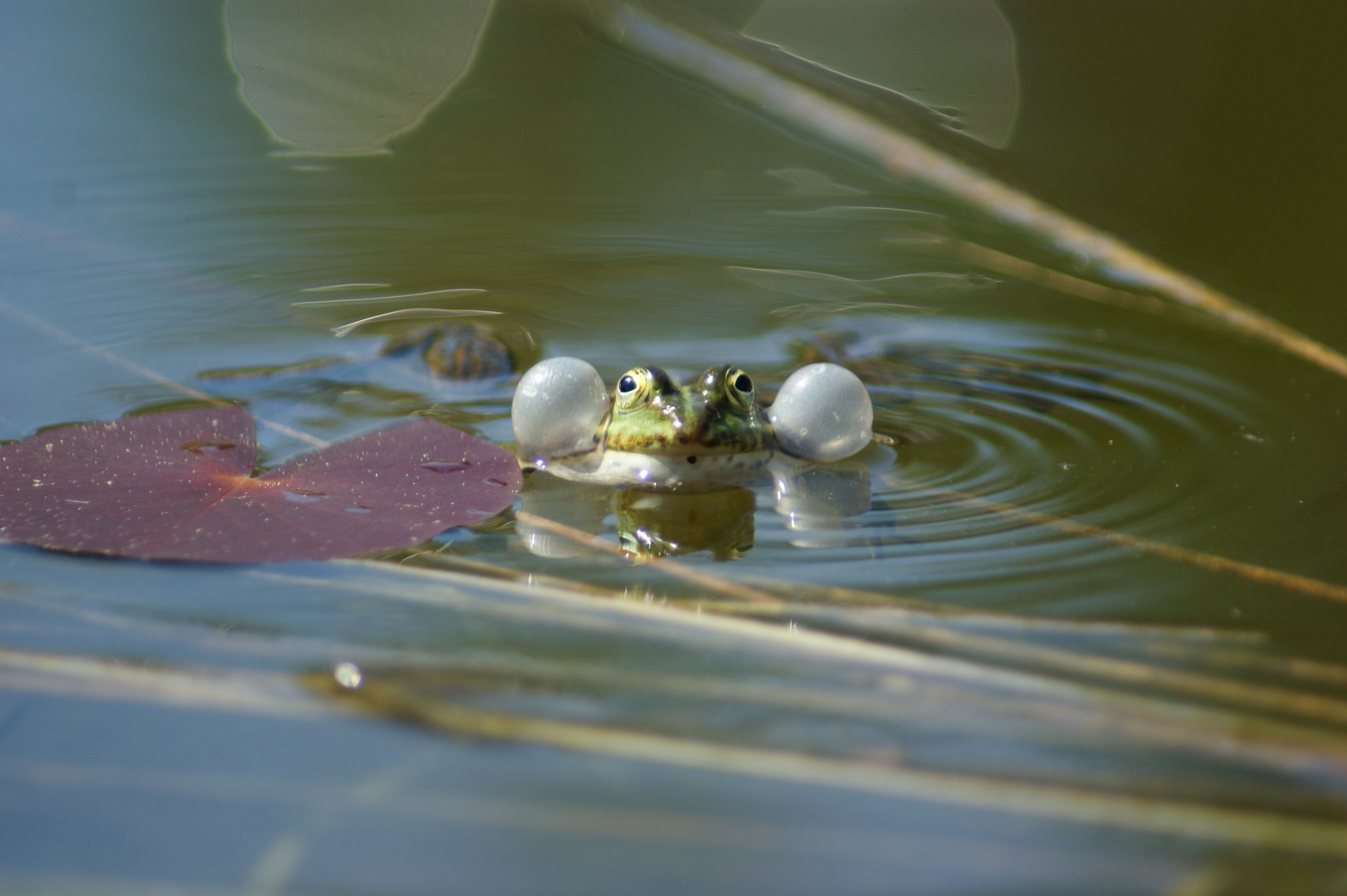 Frosch im Gartenteich