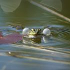 Frosch im Gartenteich