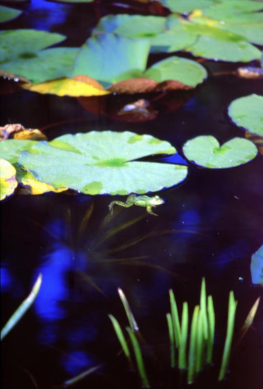 Frosch im Gartenteich Foto & Bild tiere, wildlife, amphibien