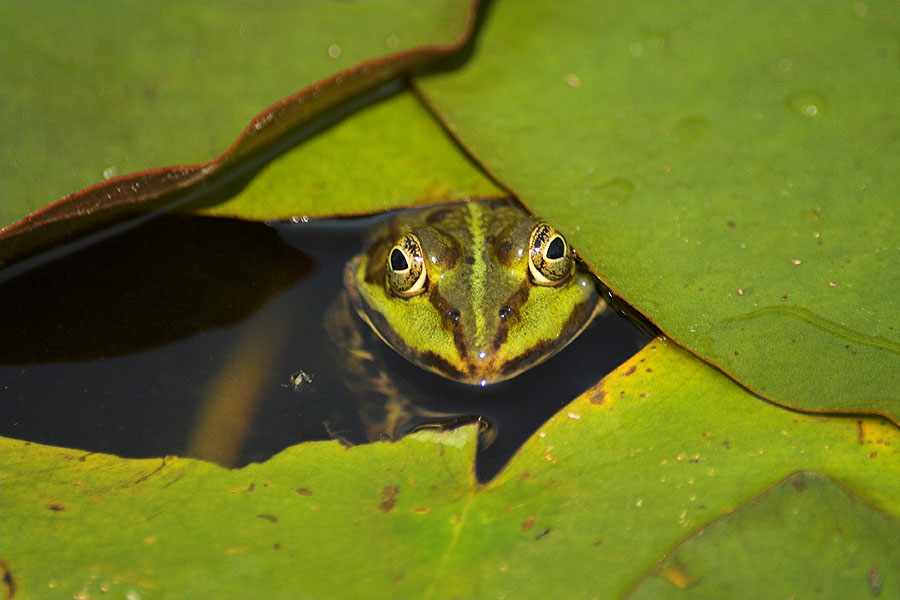 39+ Frosch Im Teich Grau Und Groß, Typisch ist die umfangreiche