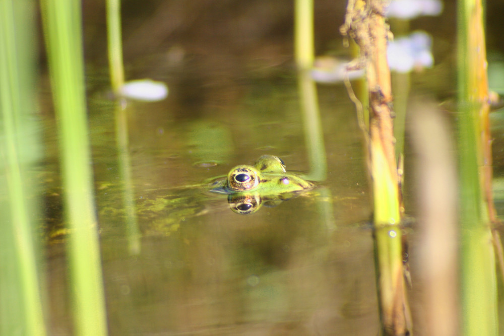 Frosch im Gartenteich Foto & Bild tiere, wildlife, amphibien