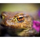 Frosch im Glas