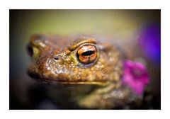 Frosch im Glas