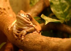 Frosch im Glück