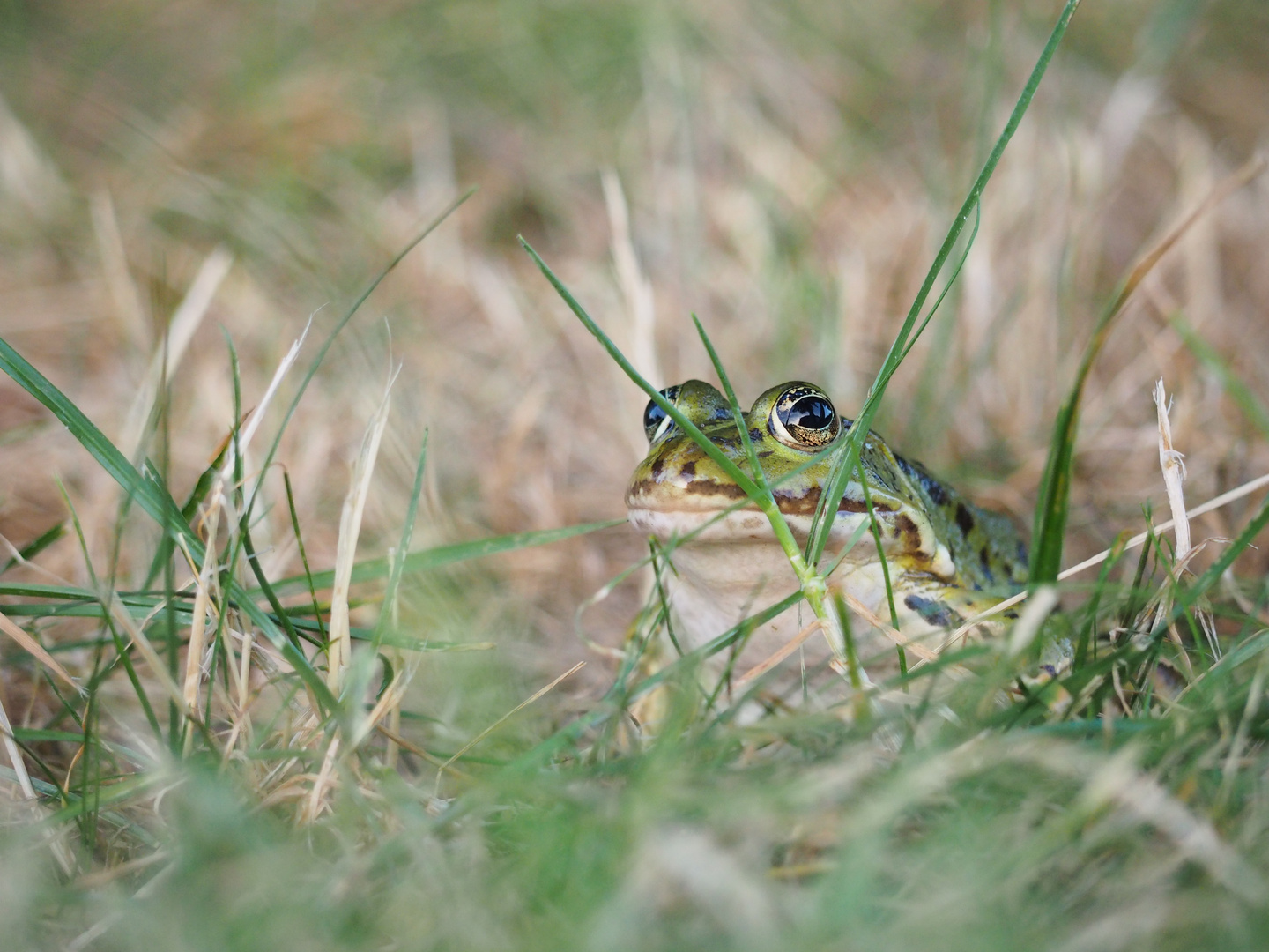 Frosch im Gras