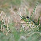 Frosch im Gras