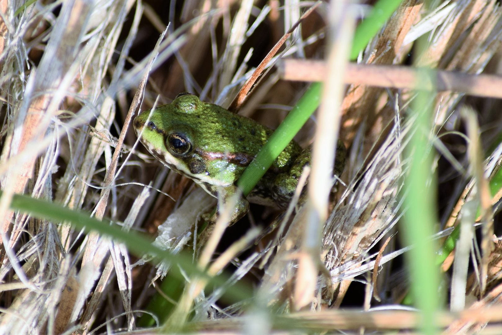 Frosch im Gras