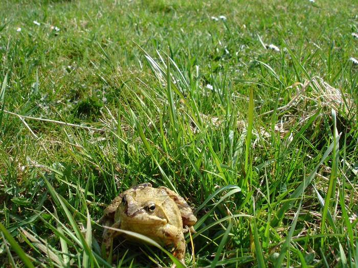 Frosch im Gras