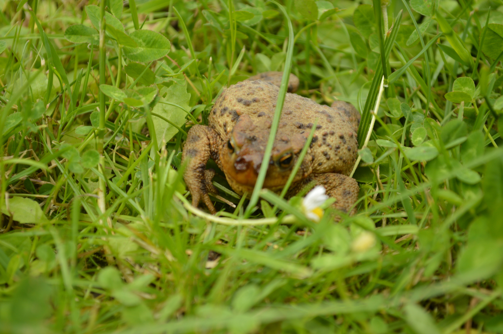 Frosch im Gras