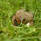 Frosch im Gras