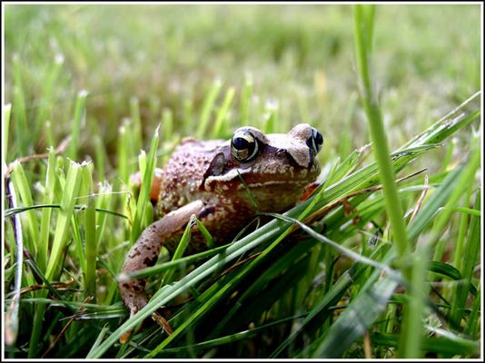 Frosch im Gras