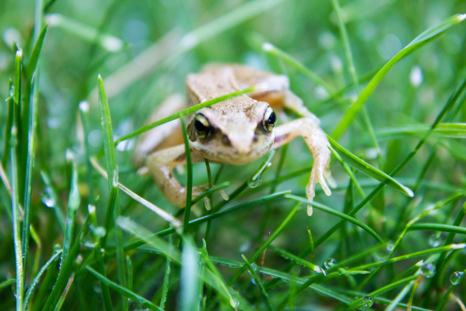 Frosch im Gras