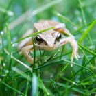 Frosch im Gras