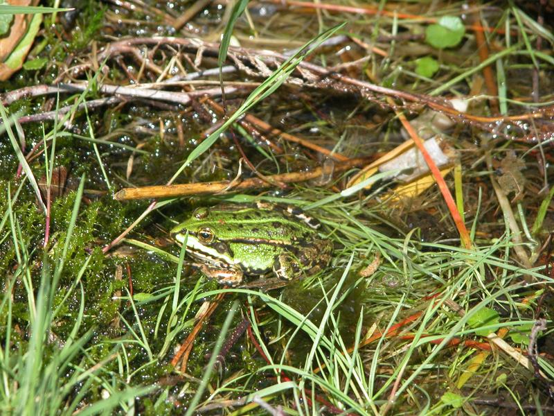 Frosch im Grass