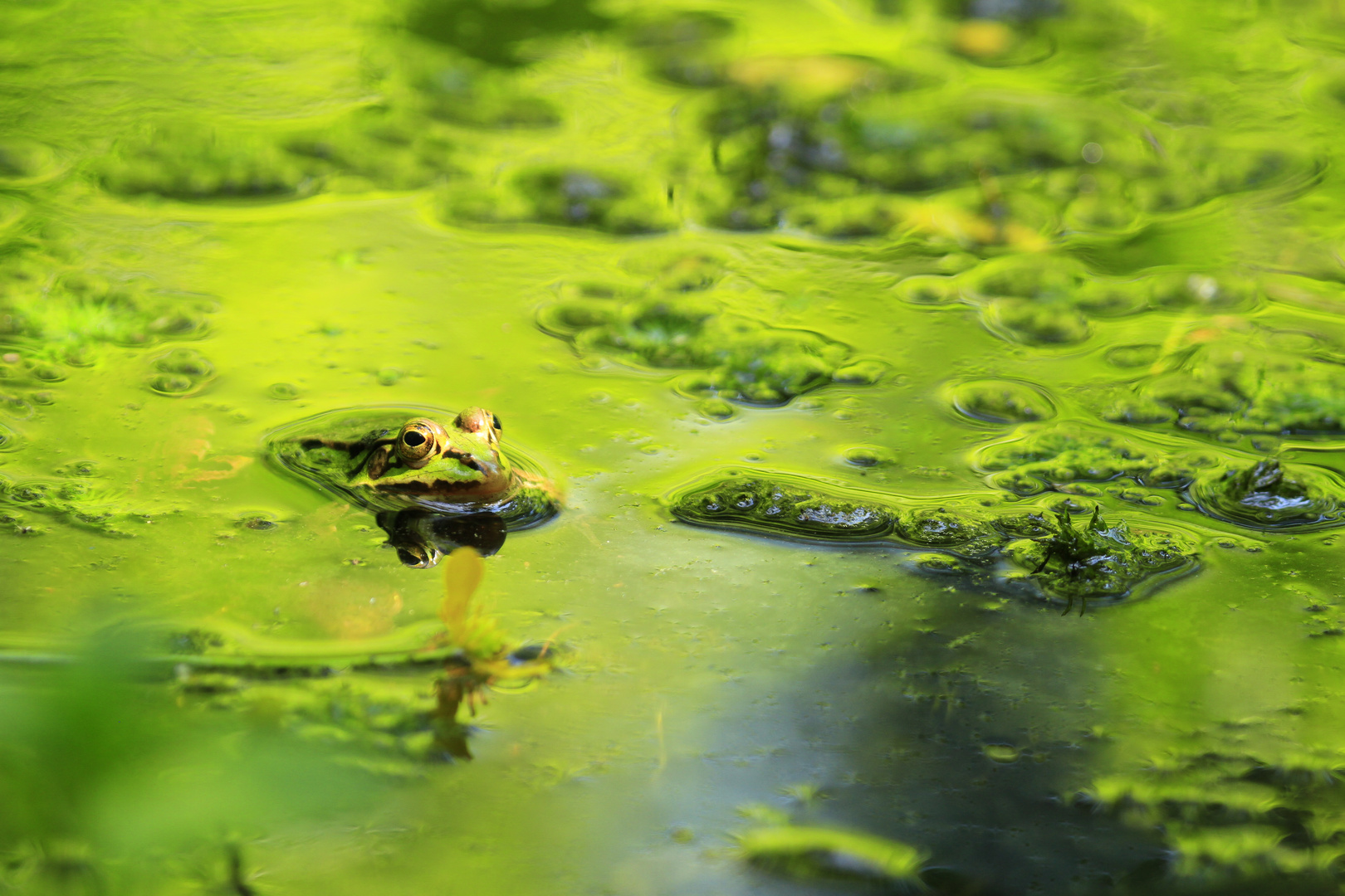 Frosch im Grün