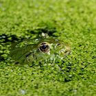 Frosch im Grünen