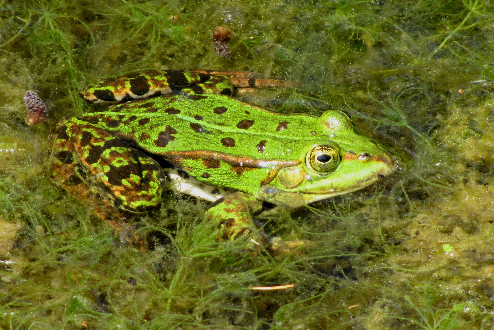 Frosch im Grünen