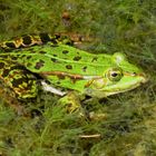 Frosch im Grünen