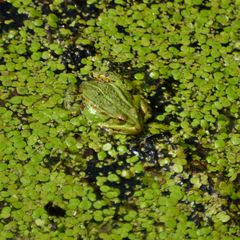 Frosch im Grünen