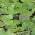 Frosch im grünen Teich
