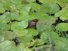 Frosch im grünen Teich