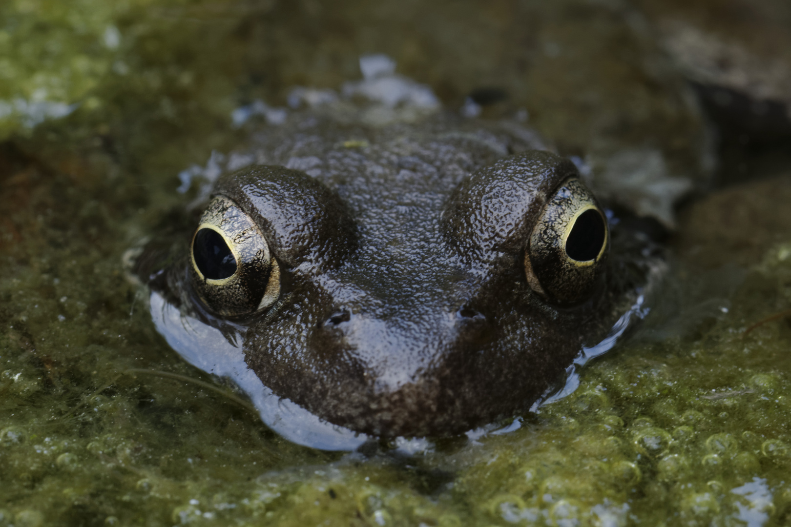 Frosch im heimiscvhen Garten