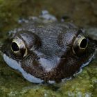 Frosch im heimiscvhen Garten